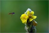 Verbascum thapsus. Цветки на верхушке соцветия и подлетающая муха-журчалка. Московская обл., Раменский р-н, окр. дер. Хрипань, садовый участок. 18.07.2023.