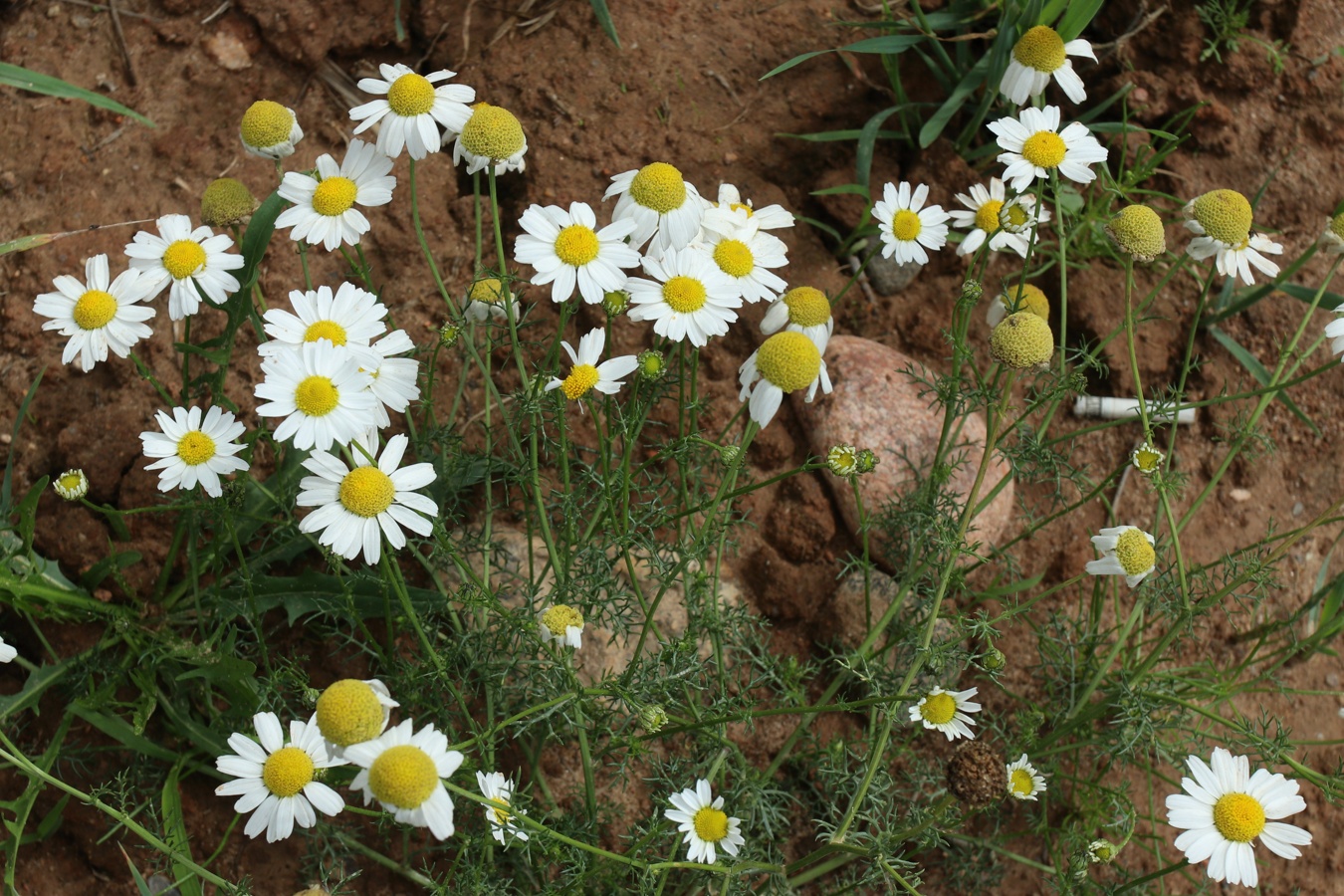 Изображение особи Tripleurospermum inodorum.