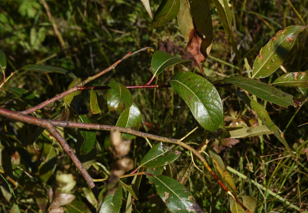 Image of Salix pentandra specimen.