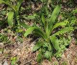 Digitalis schischkinii