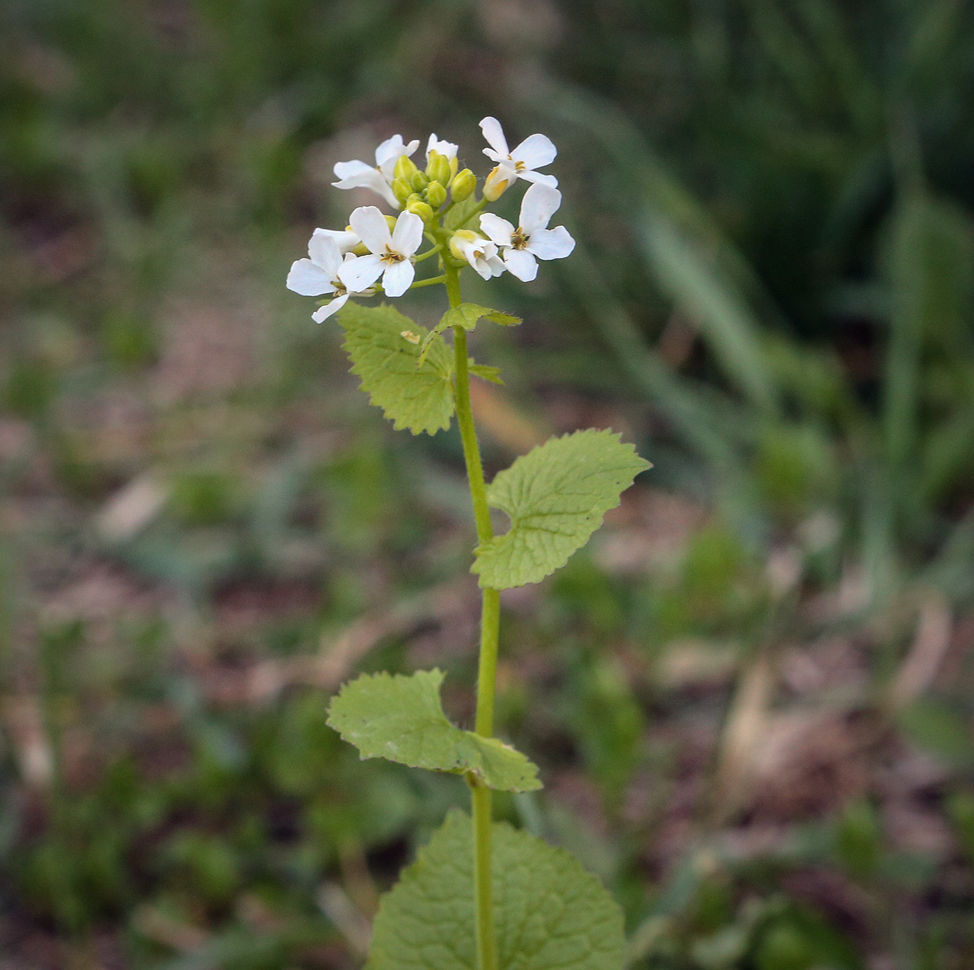 Изображение особи Alliaria petiolata.