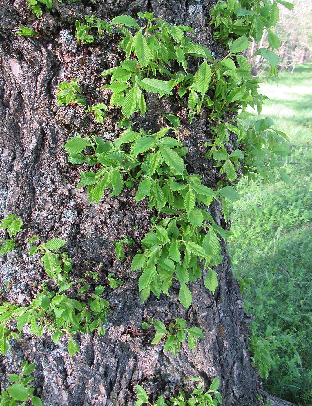 Изображение особи Ulmus laevis.