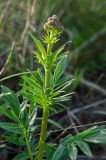 Valeriana wolgensis