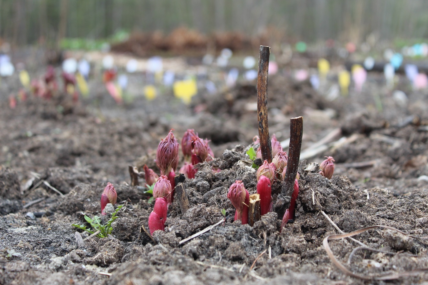 Image of Paeonia anomala specimen.