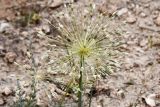 Allium baissunense