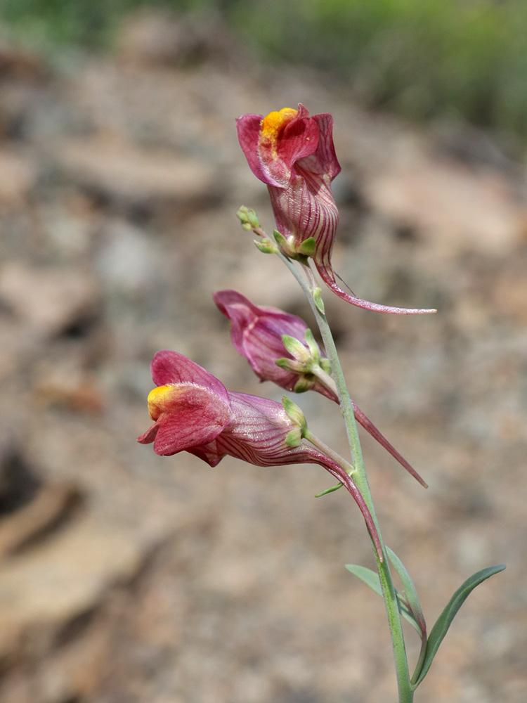 Image of Linaria popovii specimen.