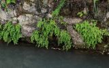 Adiantum capillus-veneris