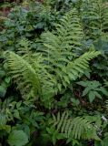Athyrium filix-femina