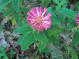 Trifolium medium
