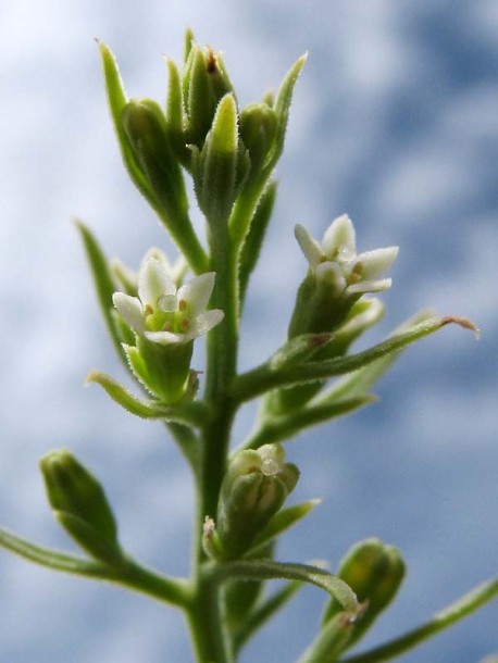 Image of Thesium ramosum specimen.