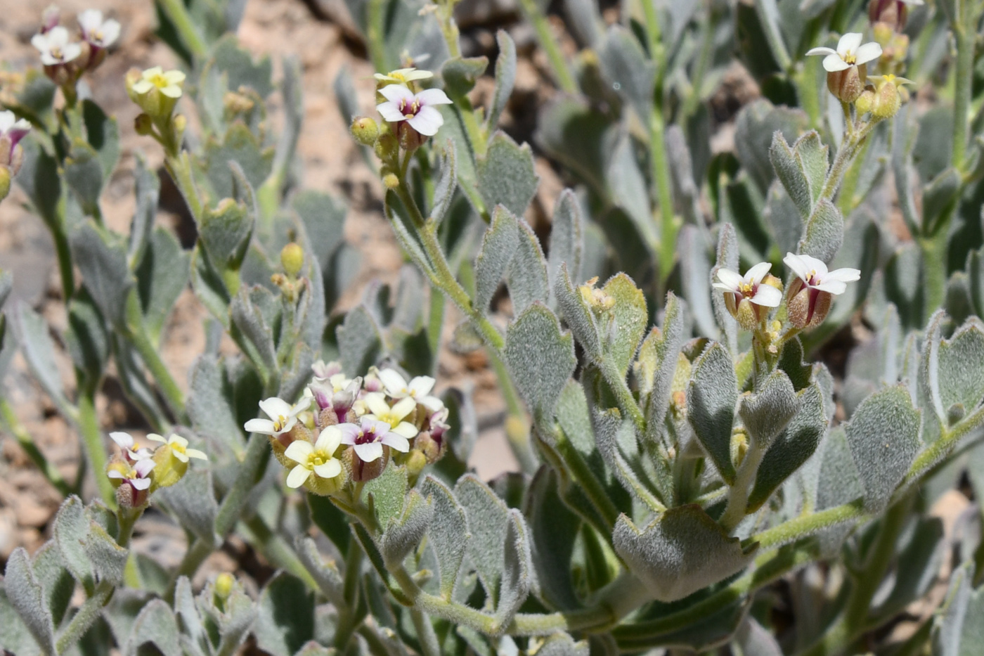 Image of Christolea crassifolia specimen.