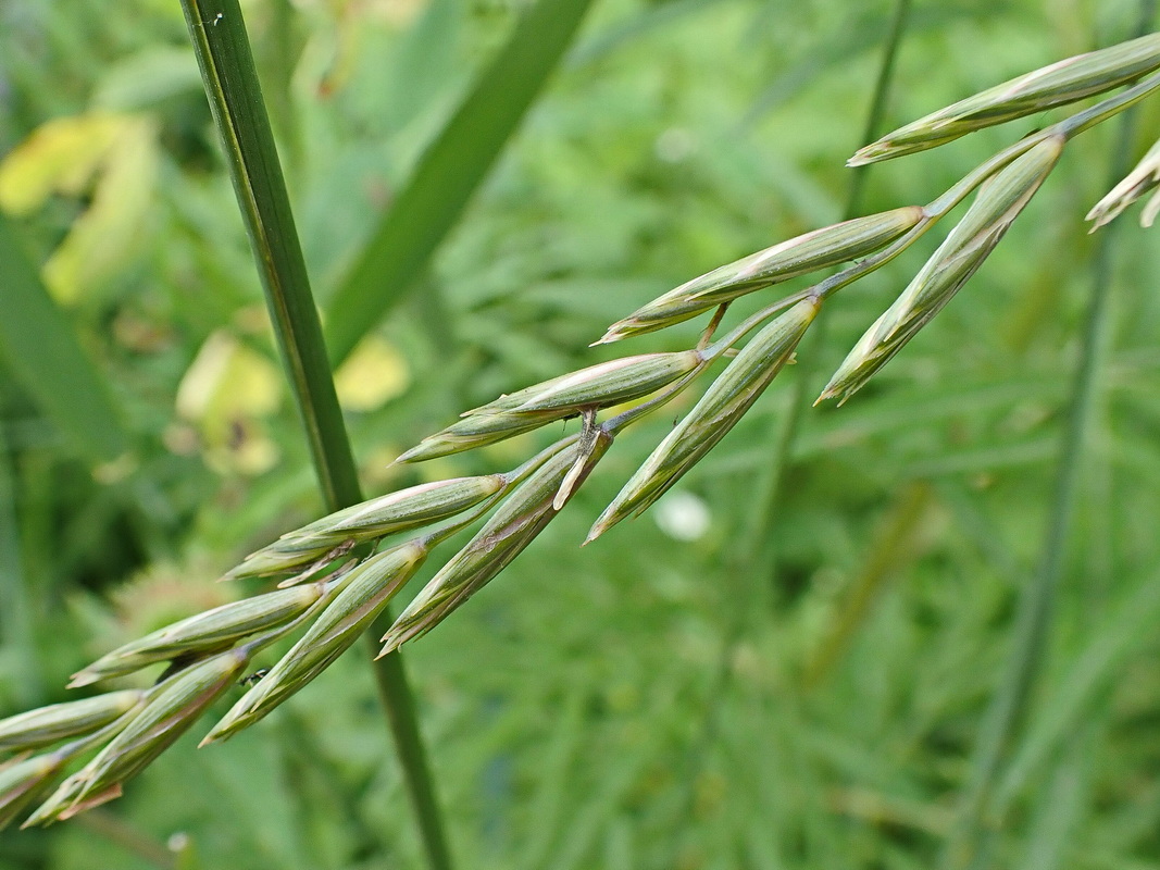 Image of genus Elytrigia specimen.