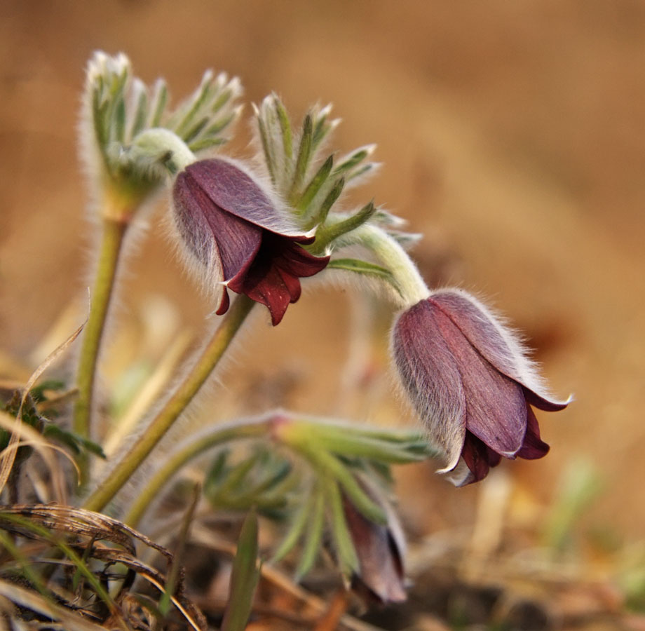 Image of Pulsatilla cernua specimen.