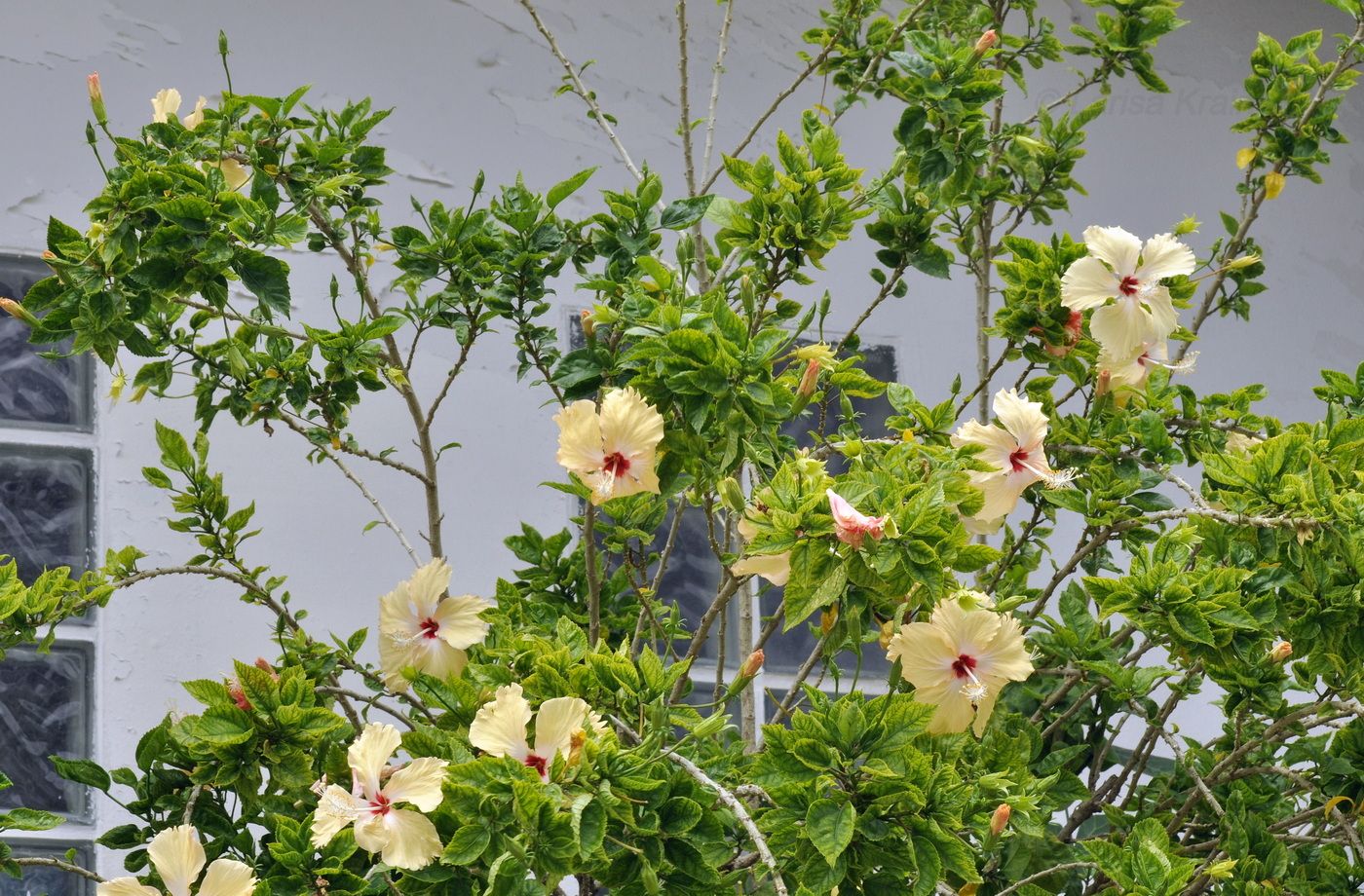 Image of Hibiscus rosa-sinensis specimen.