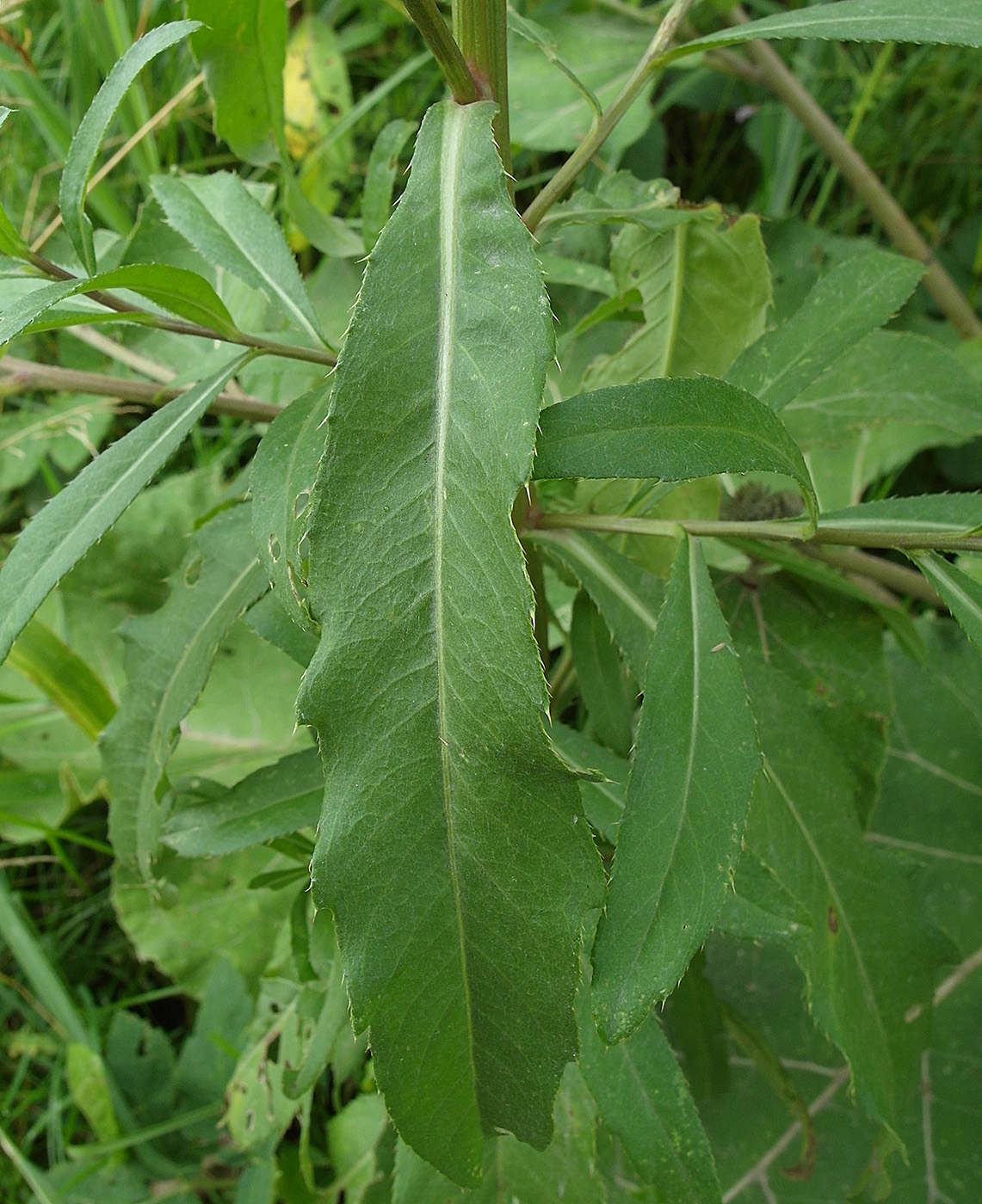 Image of Cirsium setosum specimen.