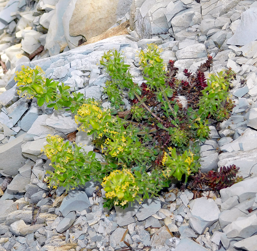 Image of Cruciata laevipes specimen.