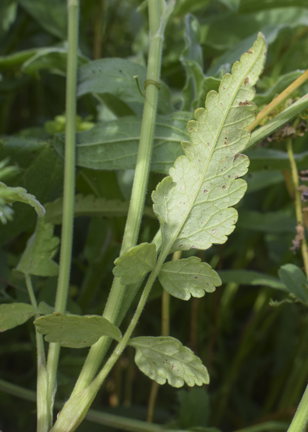Изображение особи Tordylium officinale.