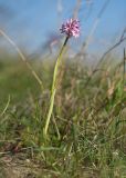 Neotinea tridentata. Цветущее растение. Краснодарский край, Крымский р-н, окр. станицы Неберджаевская, задернованное скальное обнажение на месте старого заросшего карьера. 28.04.2025.