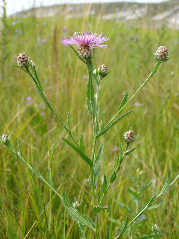 Изображение особи Centaurea jacea.