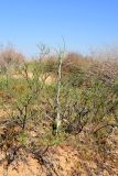 Tragopogon dubius подвид desertorum