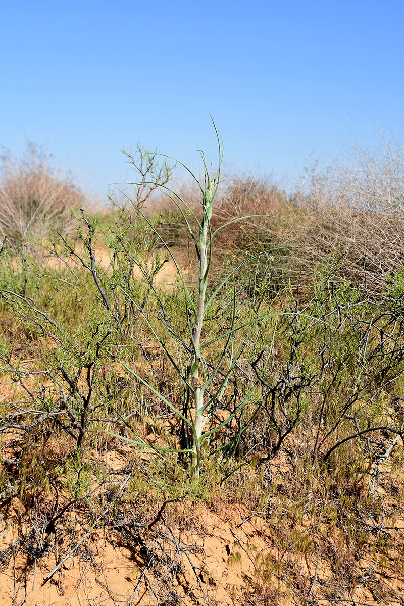 Image of genus Tragopogon specimen.
