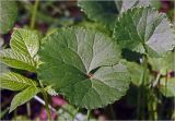 Ranunculus cassubicus. Листья с каплями росы. Московская обл., Раменский р-н, окр. ж.-д. платформы Хрипань, просека в смешанном лесу. 21.05.2025.
