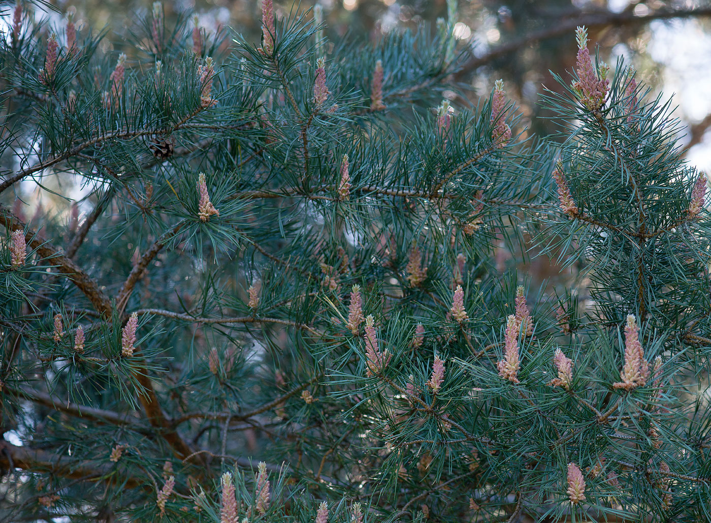 Image of Pinus sylvestris specimen.