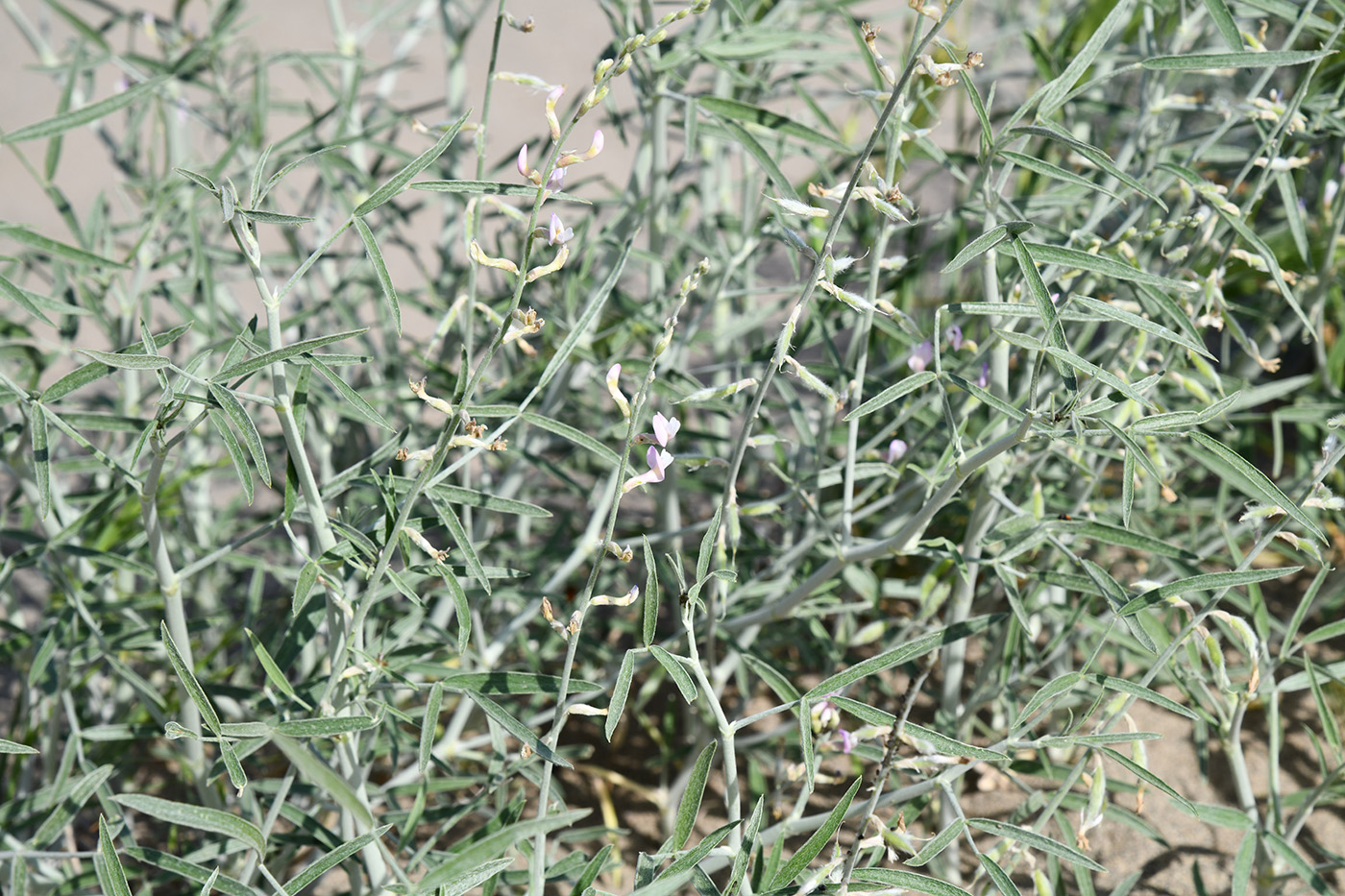Image of genus Astragalus specimen.