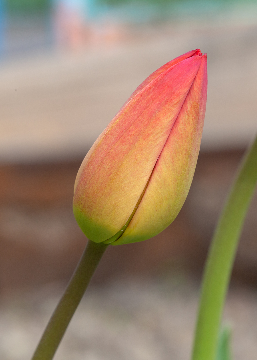 Изображение особи род Tulipa.