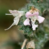 Echium biebersteinii