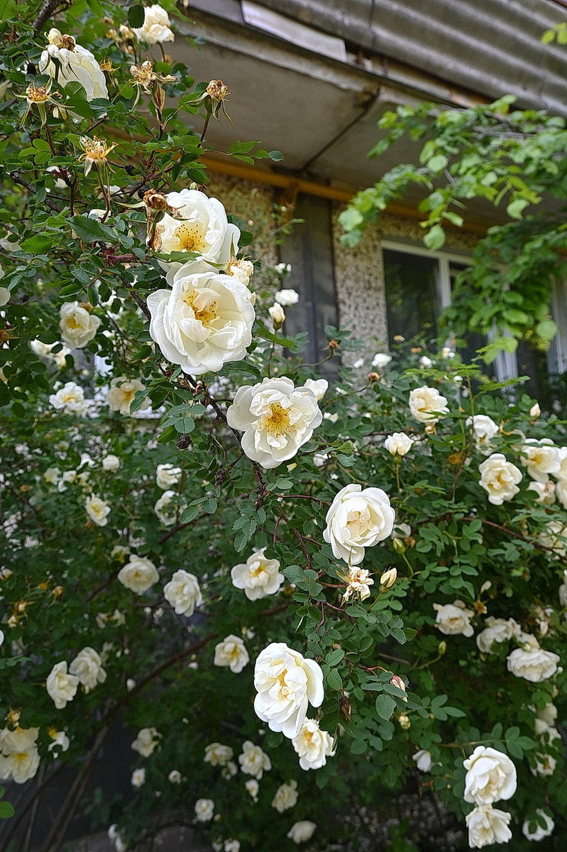 Image of Rosa spinosissima specimen.