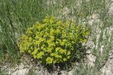 genus Euphorbia. Цветущее растение. Турция, ил Ван, 4 км на ЮВ от дер. Айдынлар, залежь. 21 мая 2025 г.
