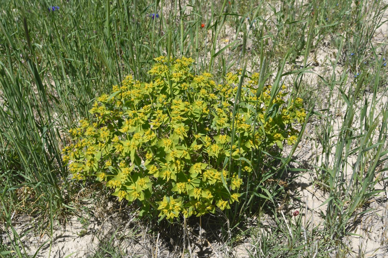 Изображение особи род Euphorbia.