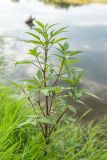 Bidens frondosa