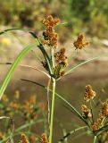 Cyperus glomeratus. Верхушка побега с соплодиями. Приморский край, Октябрьский р-н, окр. с. Чернятино, дол. р. Раздольная на левом берегу, пойма, на илистой отмели. 08.09.2025.