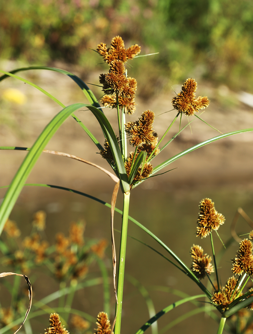 Изображение особи Cyperus glomeratus.