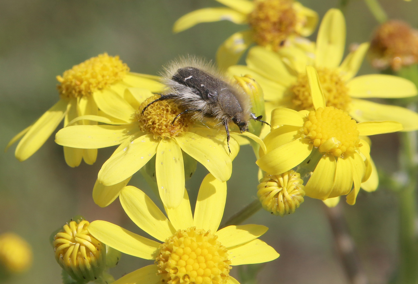 Image of Senecio vernalis specimen.