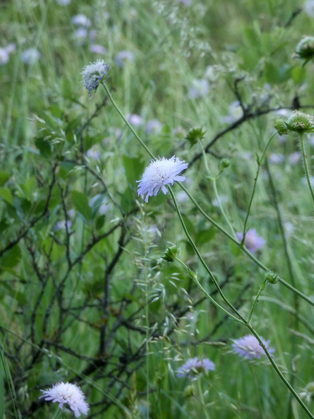 Image of Unknown species specimen.