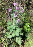 Lunaria annua