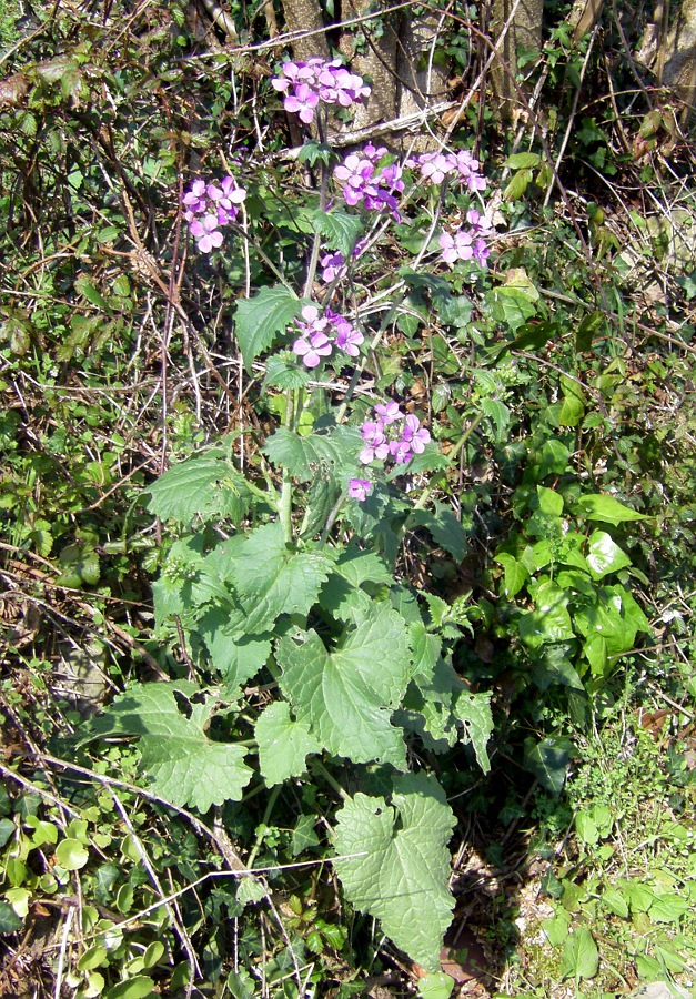 Изображение особи Lunaria annua.