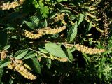 Elsholtzia ciliata. Верхушки плодоносящих растений. Хабаровский край, г. Комсомольск-на-Амуре, зарастающий карьер. 14.09.2025.