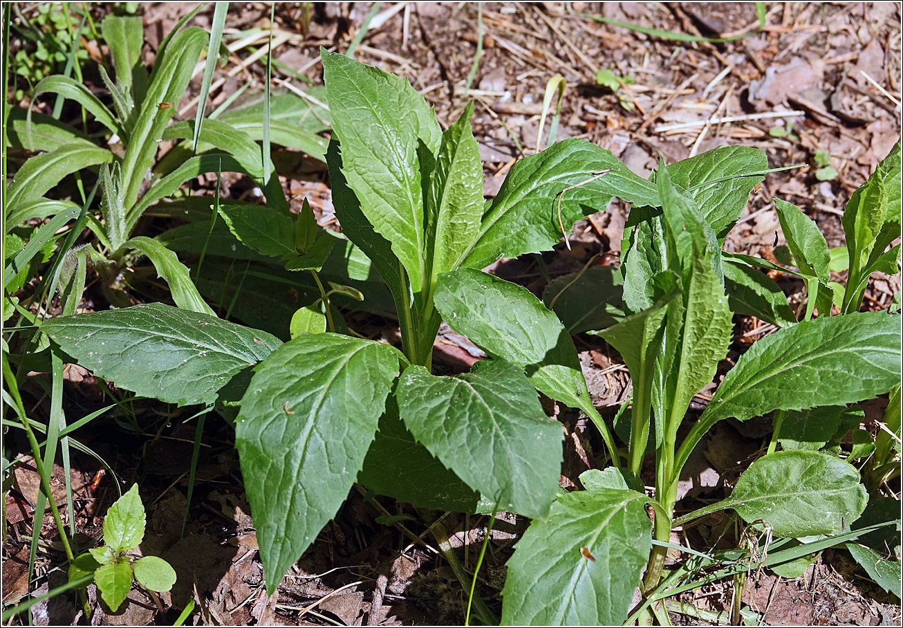Изображение особи Solidago virgaurea.