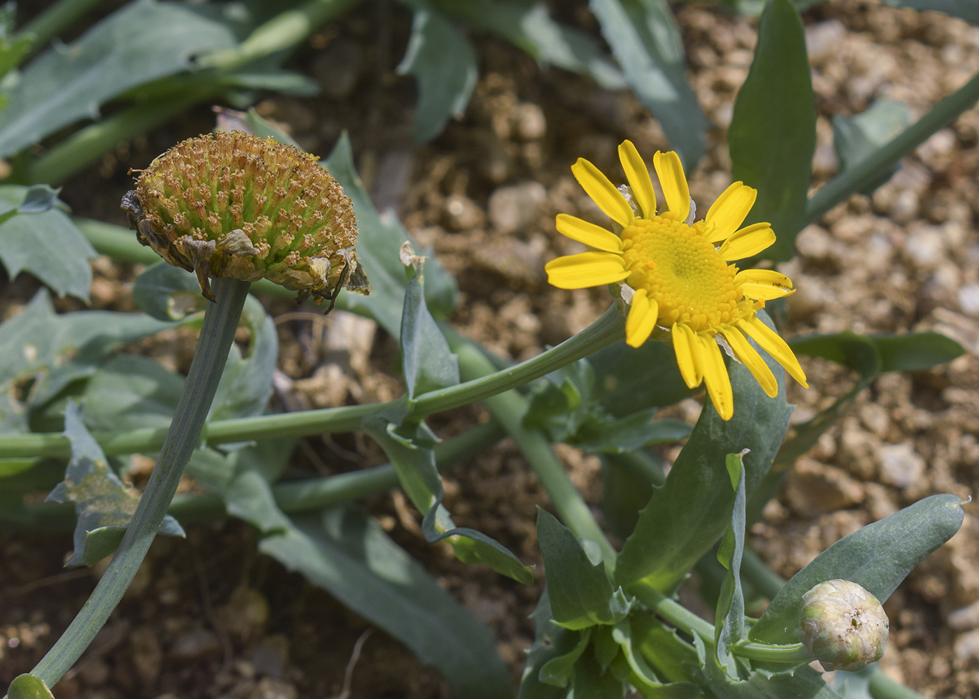 Image of Glebionis segetum specimen.