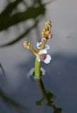 Sagittaria sagittifolia. Соцветие с цветками и бутонами. Белгородская обл., Ракитянский р-н, с. Венгеровка; р. Пена. 16 июля 2022 г.
