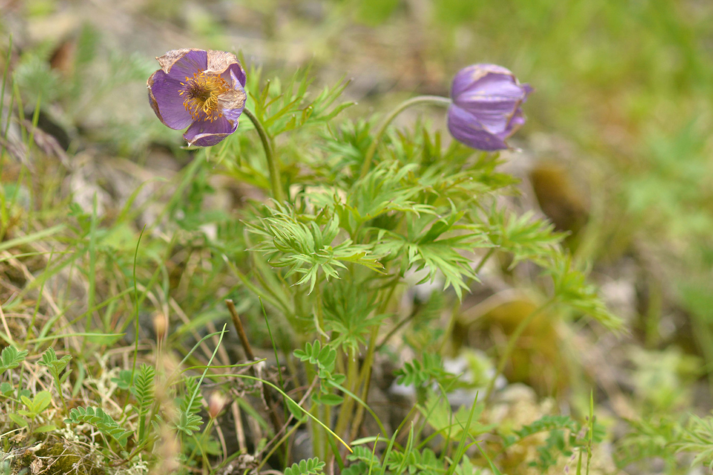 Image of Pulsatilla multifida specimen.