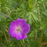 Geranium sanguineum. Цветок и листья. Краснодарский край, Новороссийский р-н, гора Рябкова, остепнённый луг на склоне. 17.05.2015.