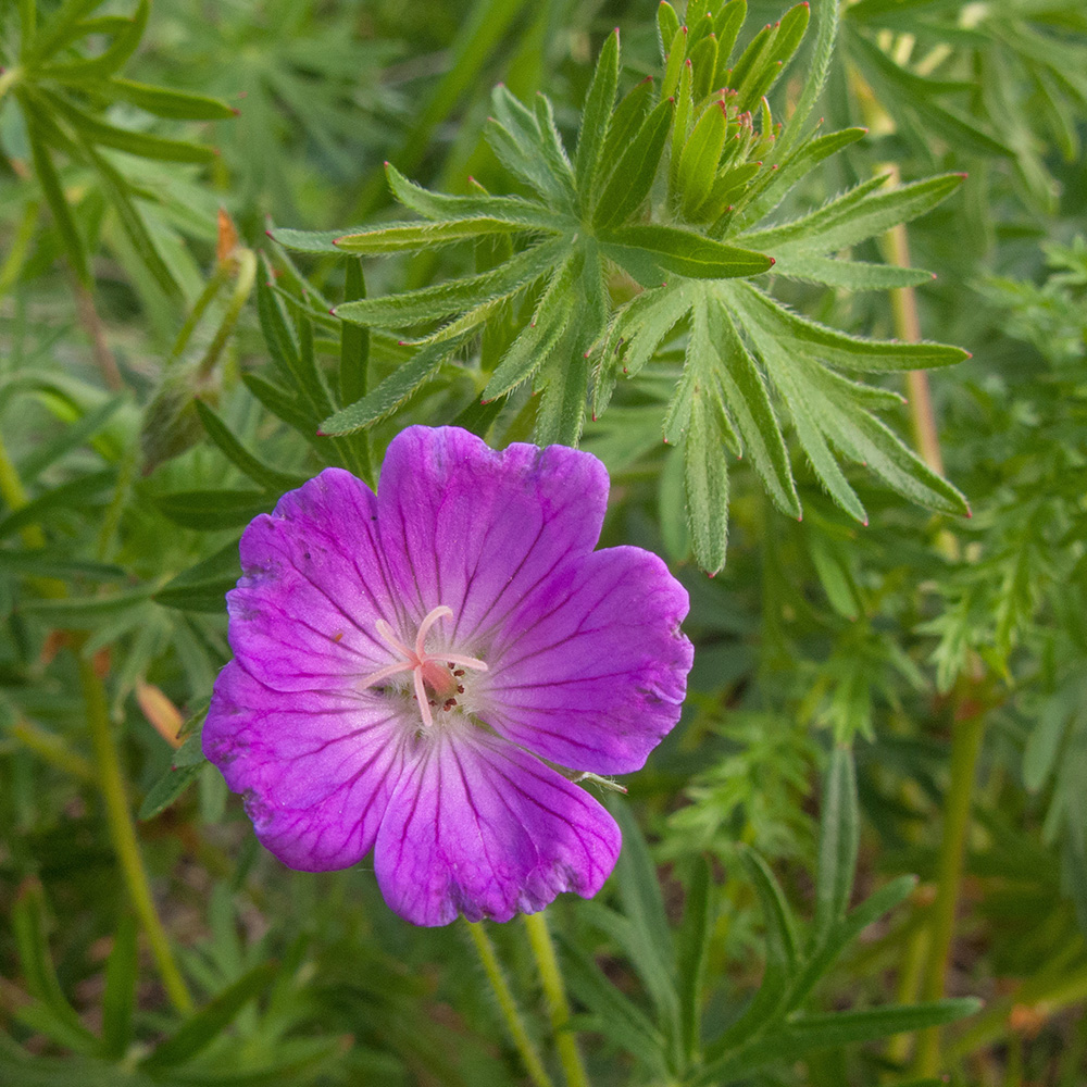 Image of Geranium sanguineum specimen.