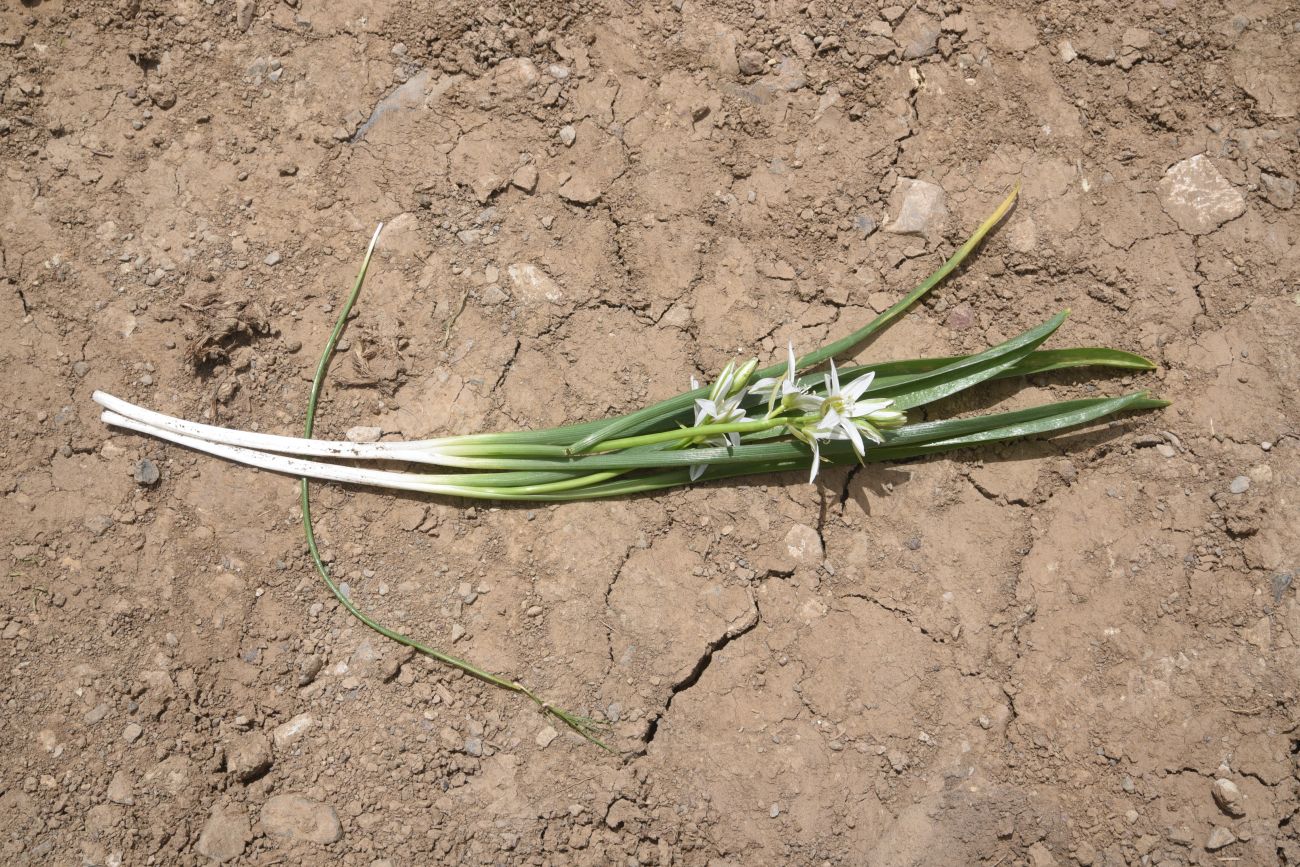 Image of genus Ornithogalum specimen.