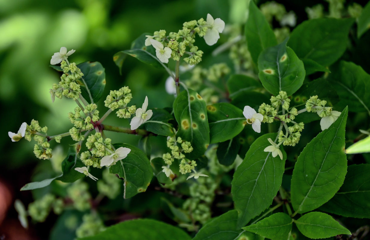 Image of Hydrangea chinensis specimen.
