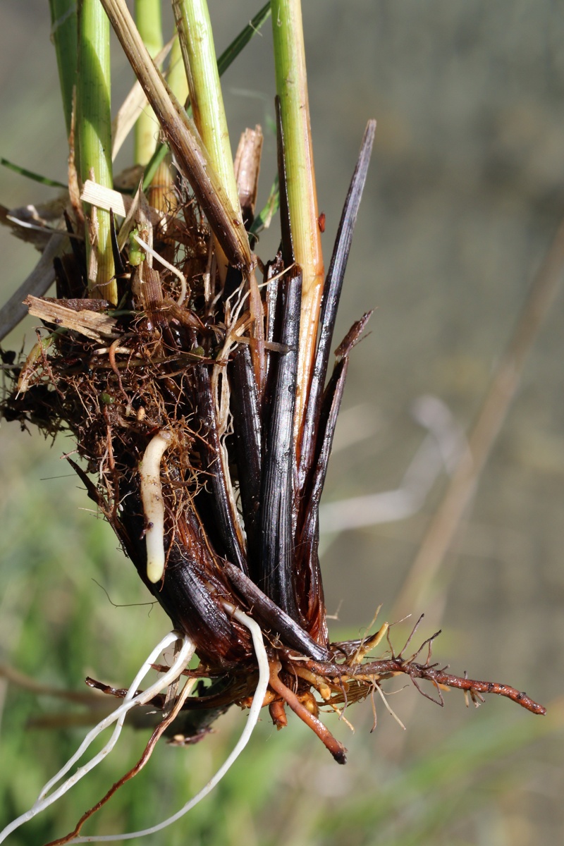 Изображение особи Carex diandra.